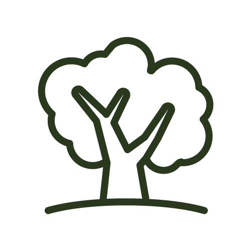 Taille et élagage d'arbres à Hyères