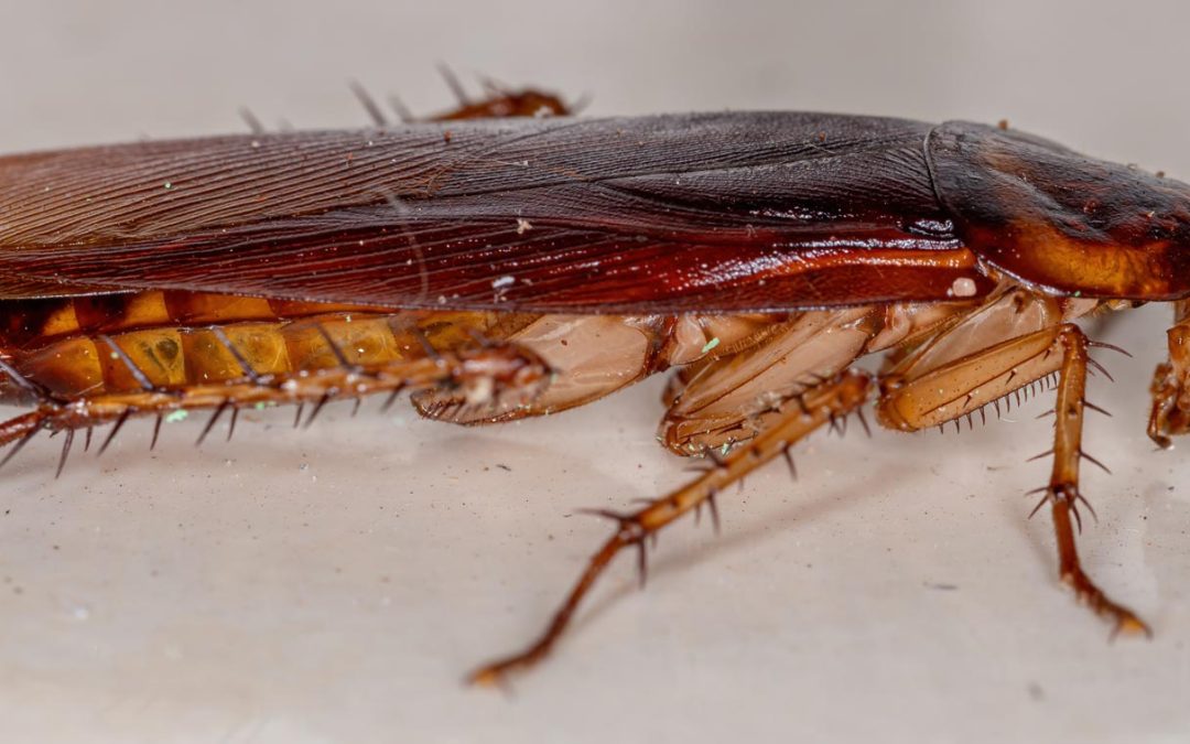Désinsectisation à Hyères : traitement efficace contre les insectes nuisibles